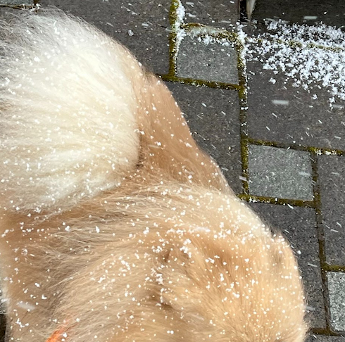 雪の中で散歩中のモモ太郎