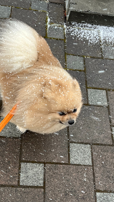 モモ太郎のりりしい顔