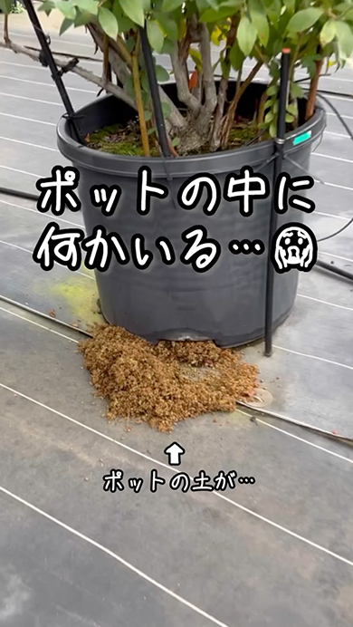 ポットに巣を作ったネズミ