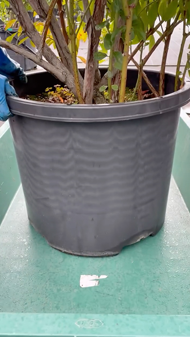 ポットに巣を作ったネズミ