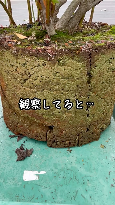 ポットに巣を作ったネズミ