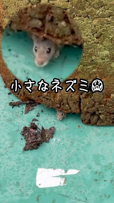 ポットに巣を作ったネズミ