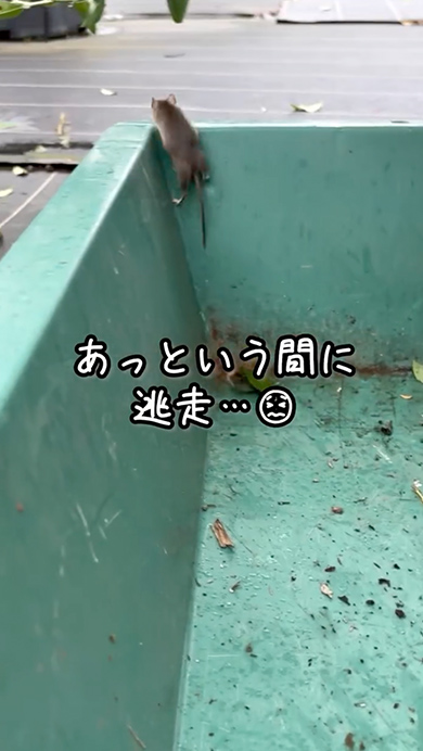 ポットに巣を作ったネズミ