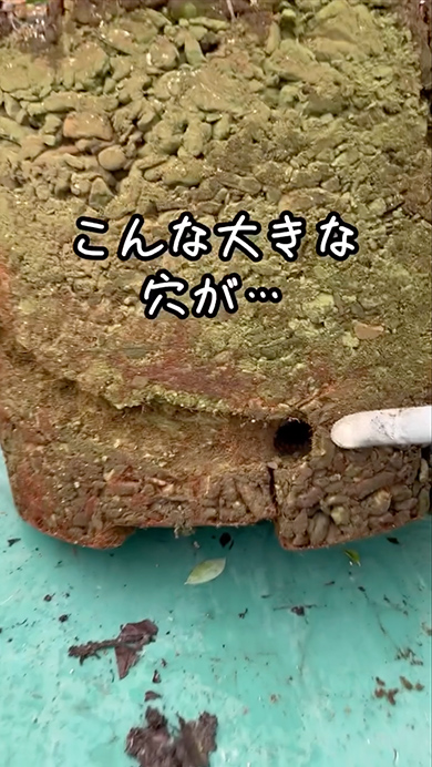 ポットに巣を作ったネズミ