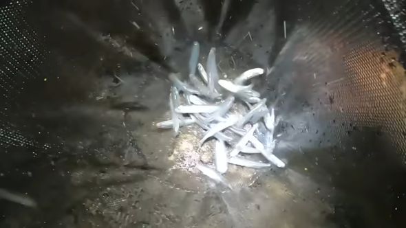 網ですくえば簡単にゲットできるトウゴロウイワシ