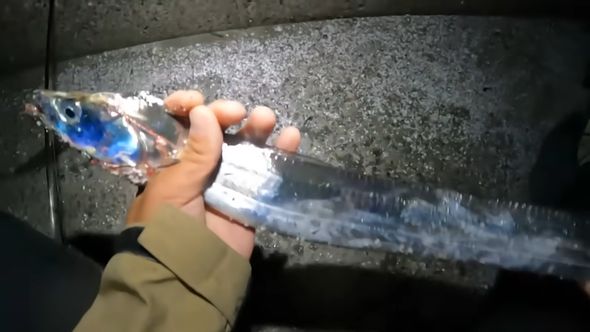 トウゴロウイワシで釣り上げたタチウオ