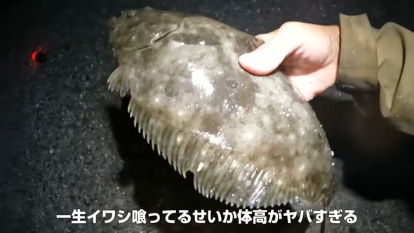 トウゴロウイワシで釣り上げたヒラメ