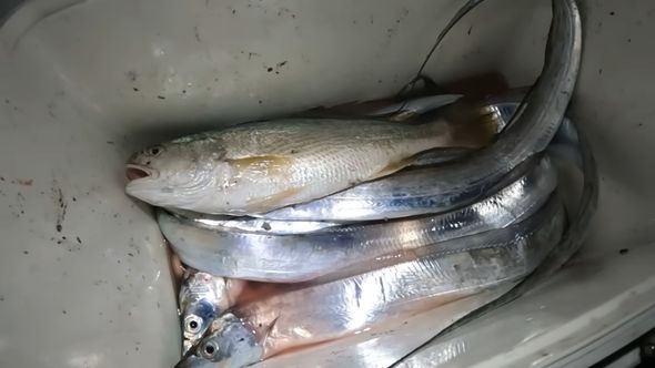 トウゴロウイワシで釣り上げたタチウオとニベ、ヒラメ