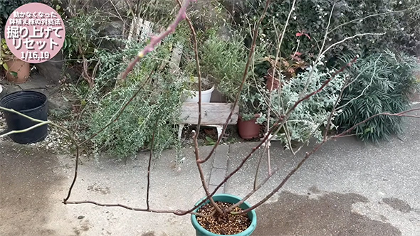 リセット作業が完了したつるバラ