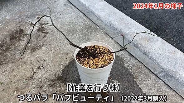 つるバラ2024年1月