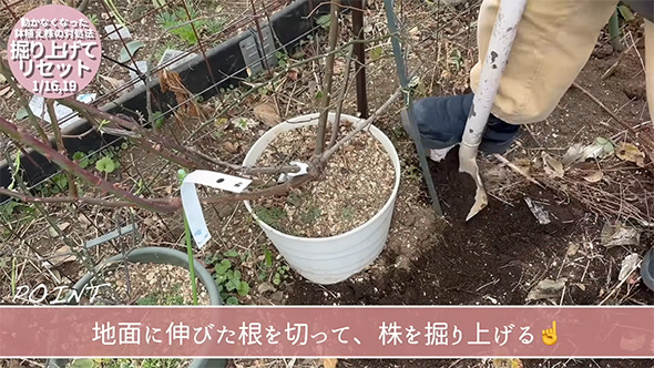 地面に伸びた根を
