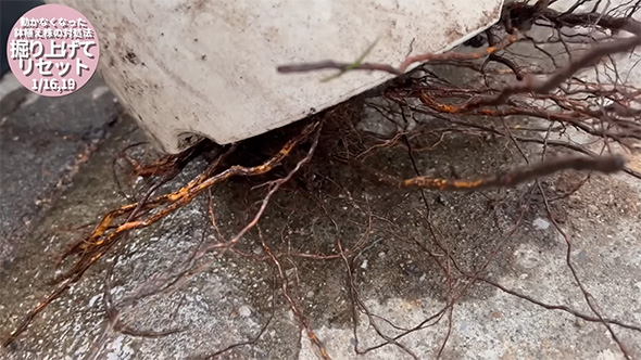 鉢の底から伸びた根