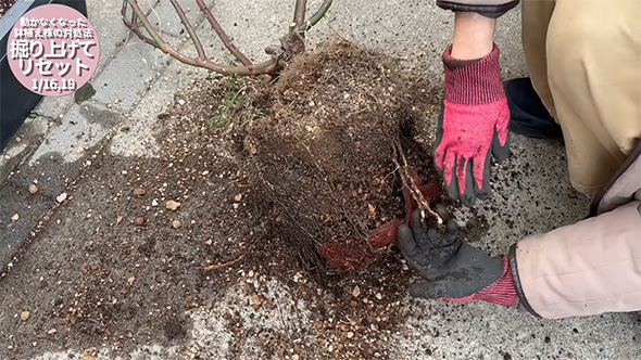 掘り出されたバラの根元