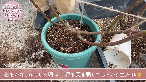 根をかなりほぐした