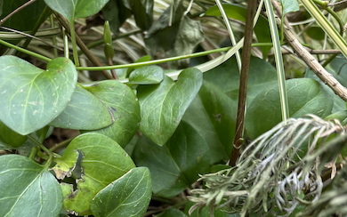 草むらの中に見つけたもの