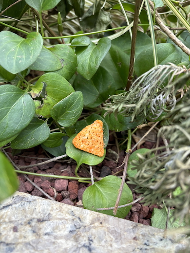 草むらの中にポリンキー