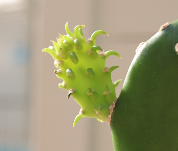 ウチワサボテンの赤ちゃん