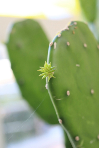 ウチワサボテンの赤ちゃん
