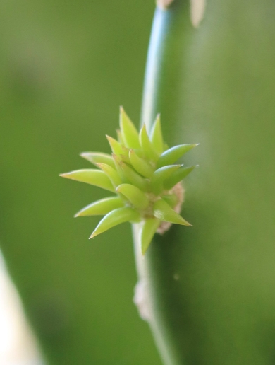 ウチワサボテンの赤ちゃん