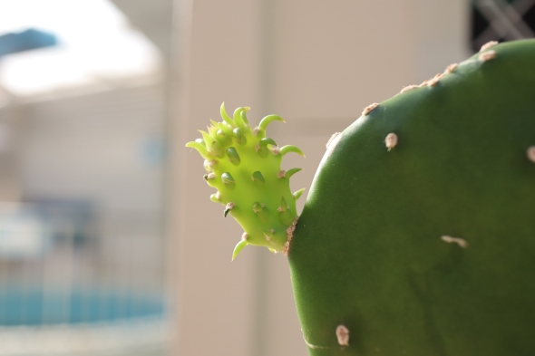 ウチワサボテンの赤ちゃん