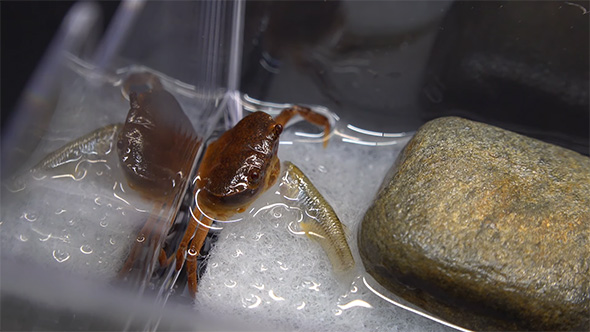 カダヤシを残したサワガニ