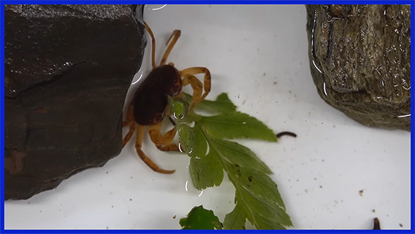 普通のサワガニ