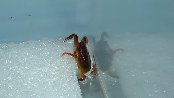 アカムシを食べるサワガニ