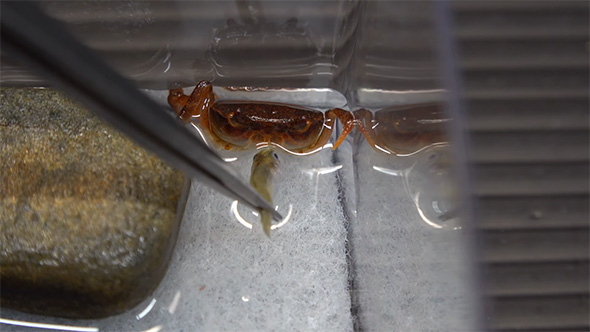 サワガニにカダヤシを与える