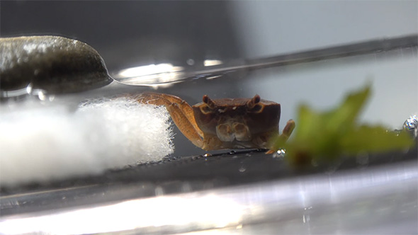 サワガニの正面から