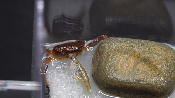 カダヤシをかじるサワガニ