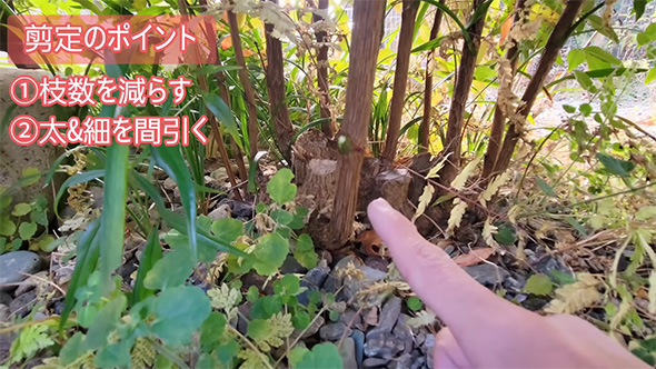 剪定のポイント