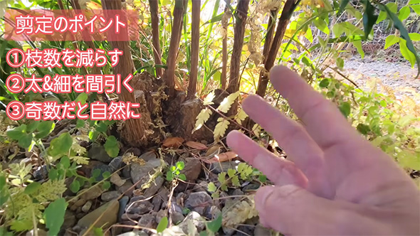 剪定のポイント奇数だと自然に