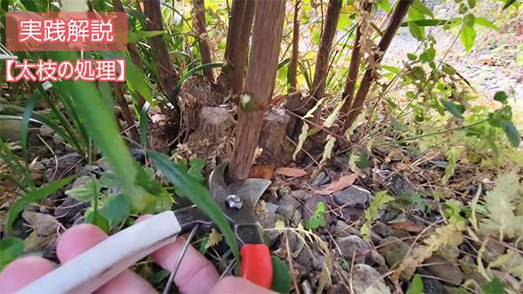 太枝の処理