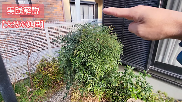 太枝の処理ナンテンの木全体