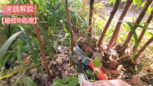 細枝の処理