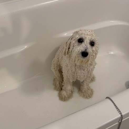 濡れたビションフリーゼ