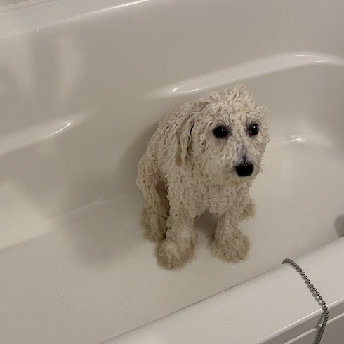 濡れたビションフリーゼ