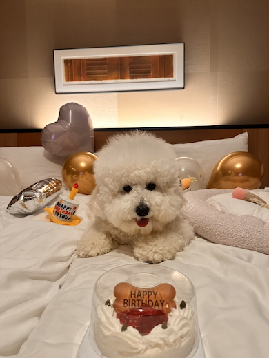 ビションフリーゼの「ぽむ」くん