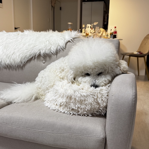 ビションフリーゼの「ぽむ」くん