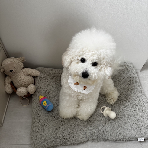 ビションフリーゼの「ぽむ」くん