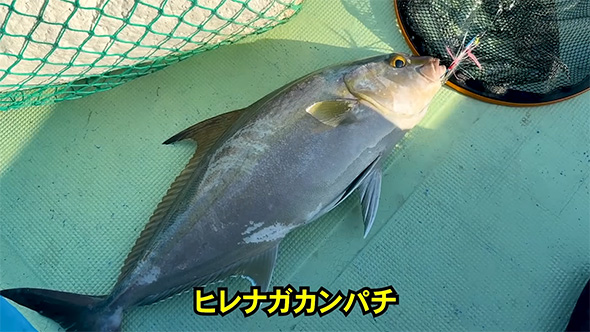 ヒレナガカンパチ