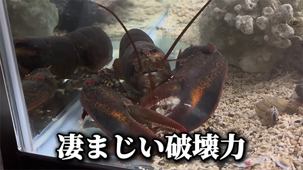 すさまじい破壊力