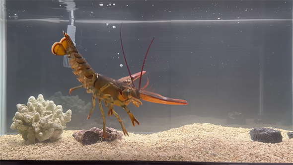 ロブスターを水槽に投入