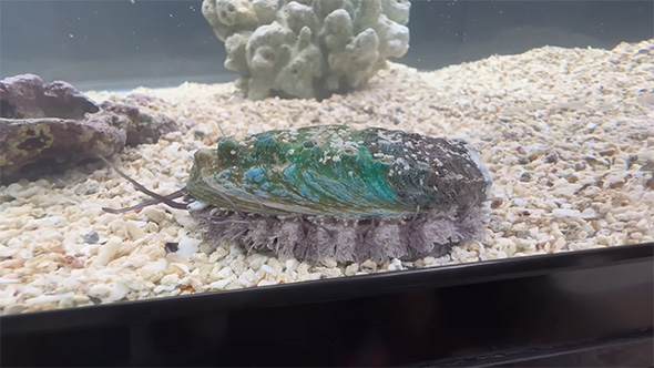 移動するアワビ