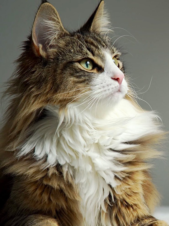 自分が思う最高の猫画 Japanese autumn cat. Cats are the center of ___. - YouTube