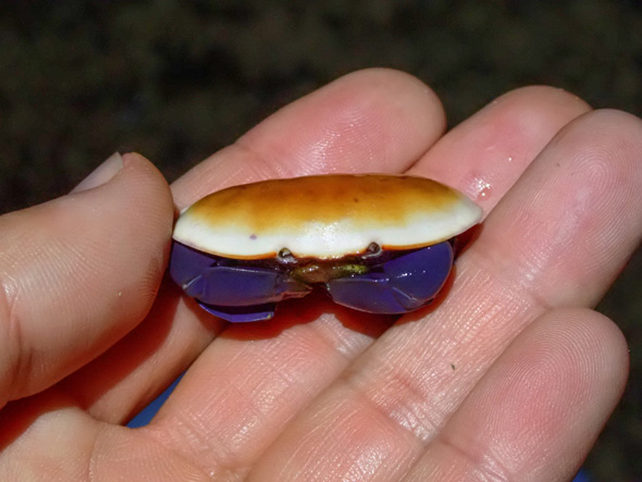 こんがり焼けたパン カニ 個体差 きつね色 鮮やか ハサミ 紫