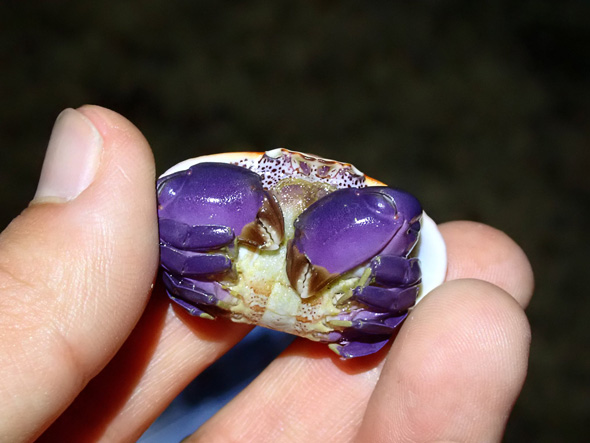 こんがり焼けたパン カニ 個体差 きつね色 鮮やか ハサミ 紫