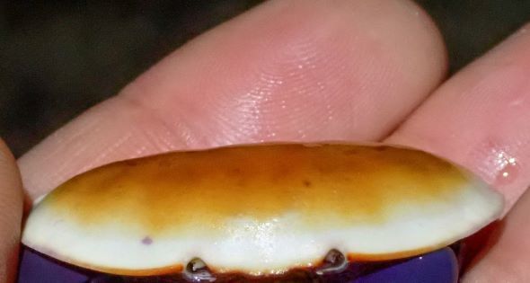 こんがり焼けたパン カニ 個体差 きつね色 鮮やか ハサミ 紫