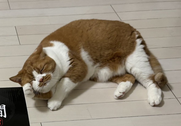 お土産に喜ぶ猫ちゃん