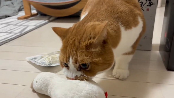ぬいぐるみと遊ぶ猫ちゃん